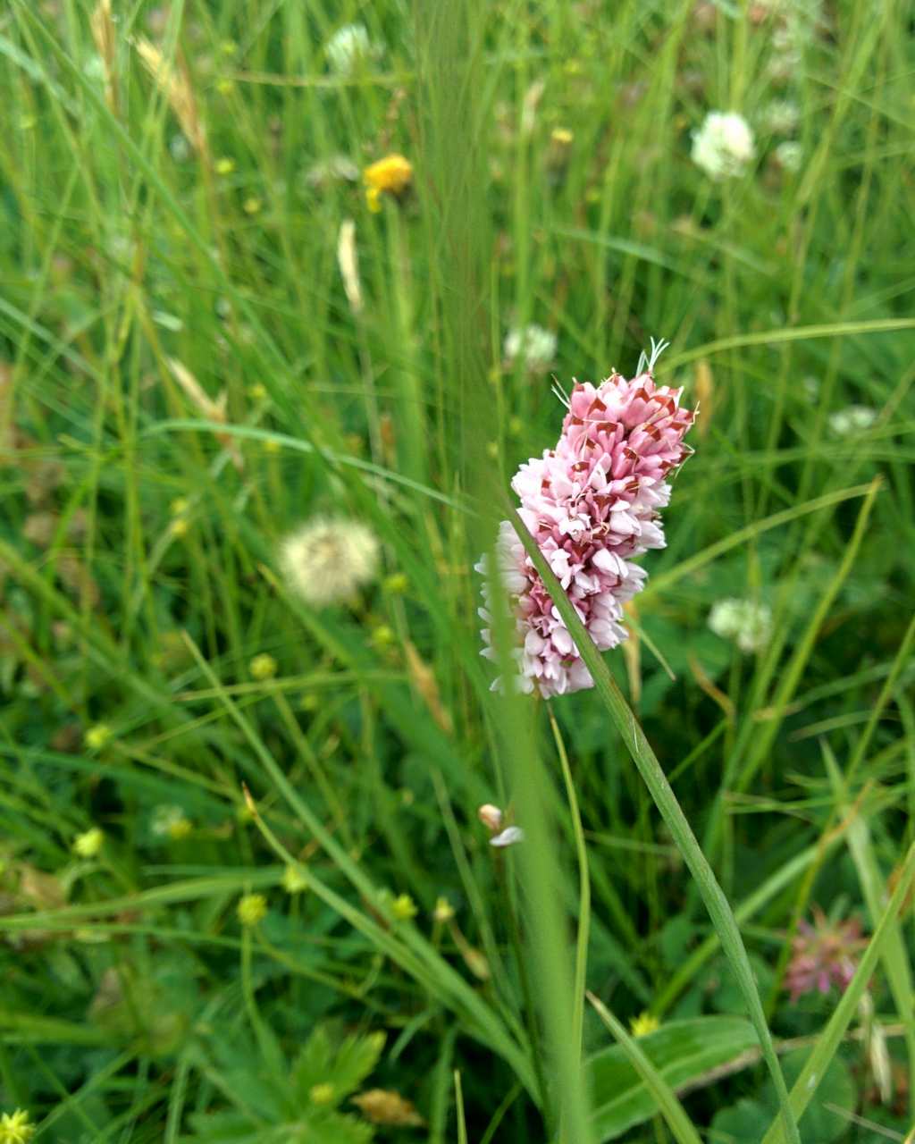 Bistorta officinalis